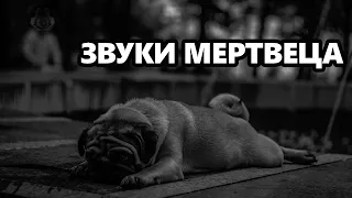 DAWG история про звуки мертвеца в Геленджике [истории #6]