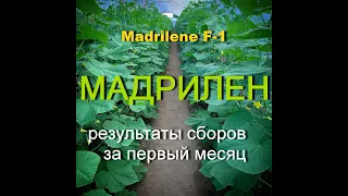 Огурец Мадрилен ( месяц сборов)