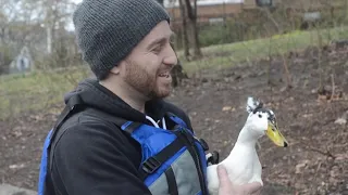 Duck Rescue in Jamaica, Queens