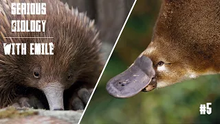 Platypus and echidna, egg-laying mammals - Serious Biology #5