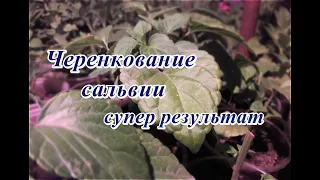 Черенкование сальвии...Результат эксперимента