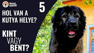 Mi a tekintély? | Hogyan vált családtaggá a kutya? | Lakásban vagy kertben tartsam? - #5