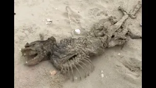 Mystery creature washes up in Charleston, SC: US government's restricted 'Monkey Island' blamed