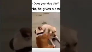 Dog doesn’t bite he gives blessings #dogs