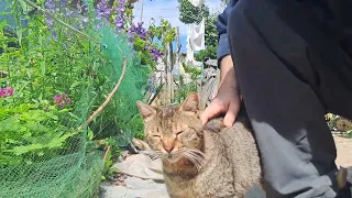 Taming Ums the Village Cat (Live) 🐈🎥😻