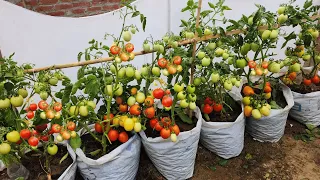 Using Sacks To Grow Tomatoes At Home, Tomato Sack Garden: The Easy & Inexpensive Way!