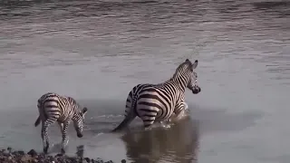 Wild dogs want to steal food from a leopard