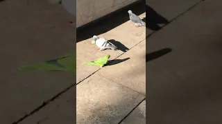 Попугаи унижают голубей на улице. Малага, Испания