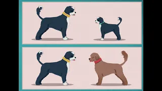 From Dog DNA to Human Diseases | HHMI BioInteractive Video