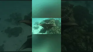 Ма́нта, или гигантский морской дьявол.Это самый крупный из скатов, ширина тела о достигает 5 метров
