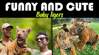 Most Funny and Cute Baby Tigers 😘 | Cubs Meet Adult Tiger