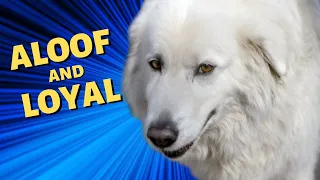 Archie the Maremma - Aloof and Loyal - Told by Sarah