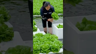 Hydroponic lettuce New Farming Method  #satisfying #shot