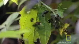 Leafcutter Ants | National Geographic