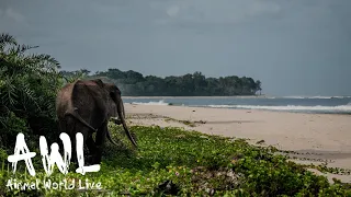 Animal World Live | 3 July 2020 | Travel Edition with Ale & Tristan from WanderingThru