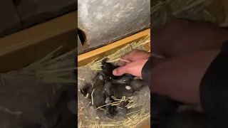 Conejos recién nacidos 🐇