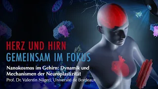 Nanokosmos im Gehirn: Dynamik und Mechanismen der Neuroplastizität | Prof. Dr. Valentin Nägerl