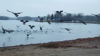 Running Behind a Gaggle of Geese - a segment of my 17 miles long run!