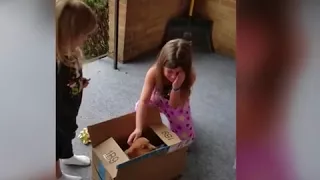 Reacciones al recibir un perrito de regalo de navidad