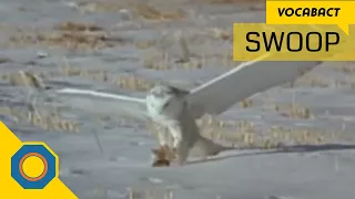 Meaning of Swoop