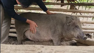Wild boar about to give birth, Survival Instinct, Wilderness Alone (ep132)