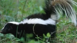 SKUNK {Catch Clean Cook} I Got Sprayed By a Skunk!!!