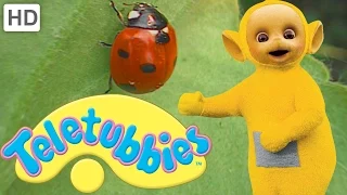 Teletubbies: Ladybirds (Beetles) - Full Episode