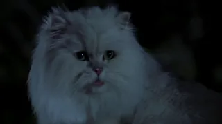 Stuart Little 1999 Snowbell Finds Stuart Scene