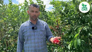 🍒 ВИШНЕВЫЙ САД 🌳. ВИДЕОЭКСКУРСИЯ ПО СОРТАМ ВИШНИ ИЗ ПИТОМНИКА.