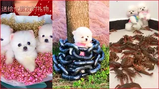 Tik Tok Chó Phốc Sóc Mini | Funny and Cute Pomeranian Videos #1