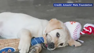 Help name the Mets’ new service dog, a Golden and Labrador Retriever mix