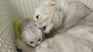 How a cat washes kittens