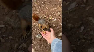 Sincap beslemek 🐿️❤️ #keşfet #keşfetteyiz #shortvideo #youtubeshorts