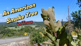 The Texas Smoke Tree & the Edwards Plateau