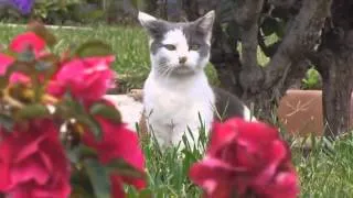 Ultimate Funny Cats Compilation 2013   Cat MEOW!