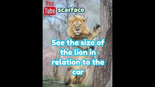 See the size of the lion in relation to the car