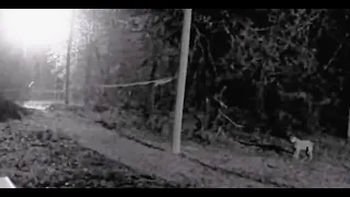 THIS IS ONE OF THE MOST SCARIEST FOOTAGE EVER CAPTURED ON A TRAIL CAM!!