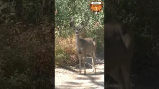 Is this Deer Crazy or just Friendly | rr1hunt