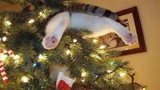Funny Cats VS Christmas Trees Compilation 1