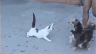 CRAZY CATS ATTACKING PT 2!!! MUST WATCH!!