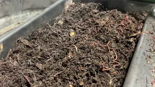 Resetting the worm bin