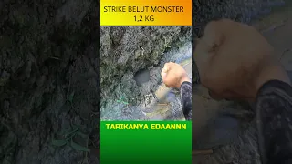 TAK MENYANGKA DIBALIK DI SELOKAN MINI BERSARANG BELUT MONSTER