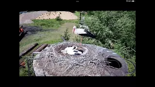 Самец аиста Гоша с травмой ноги вернулся защищать свое гнездо