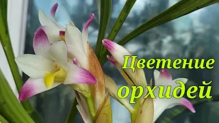 Немного цветущих орхидей.