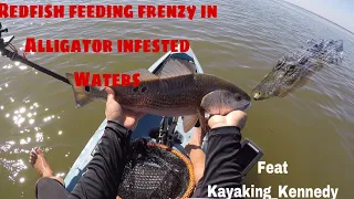 Kayak Fishing ---- Redfish feeding frenzy in alligator infested waters!!