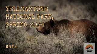 Yellowstone National Park Spring 2024, Day 3 | Day of the Grizzly Bears