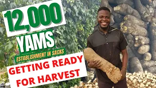 12,000 YAMS IN SACKS; GETTING READY FOR HARVESTING/ Harvesting Yams in sack/ Commercial Yam in sacks