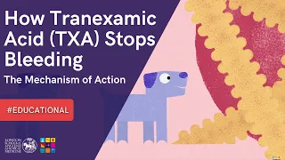 INFORMATIVE 💡|| How Tranexamic Acid (#TXA) Stops Bleeding: The Mechanism of Action