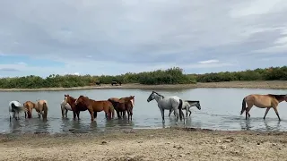 Кони с верблюдами на водопое