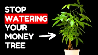 If I Only Knew These Money Tree Tips 5 Years Ago